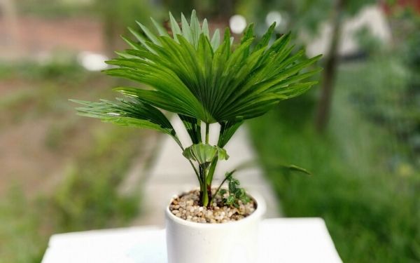 Tìm hiểu ý nghĩa cây cọ cảnh 8 Cây cọ cảnh