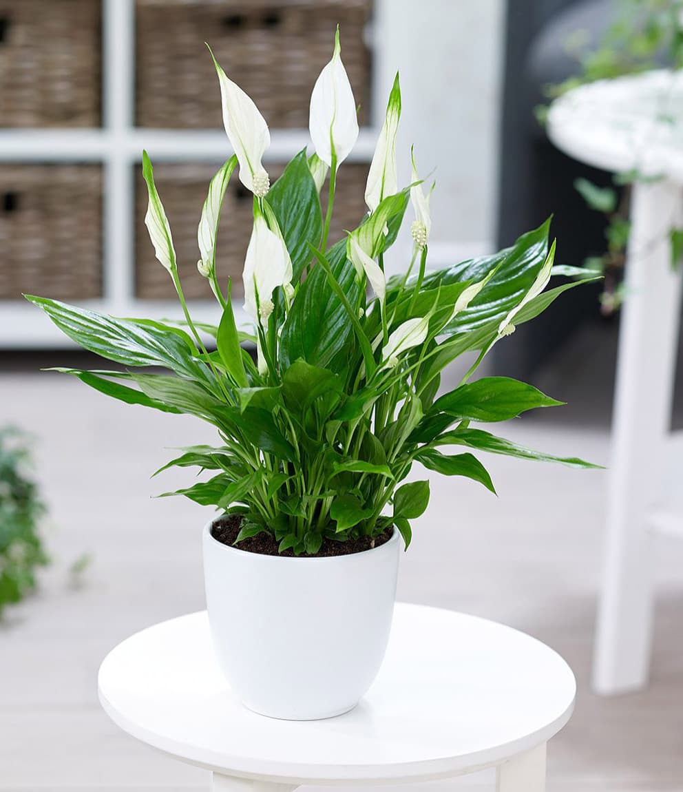 Hoa lan ý - Tác dụng nổi bật trong trang trí nội thất 2021. 9 Cách chăm sóc cây hoa Lan Ý trong trang trí nội thất