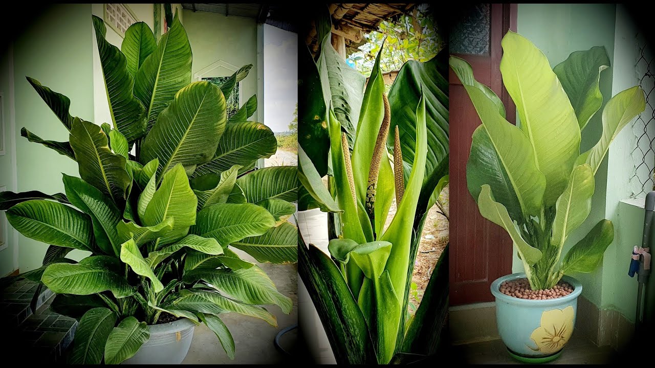 Cây đại phú gia là gì? Đặc điểm, công dụng và ý nghĩa 8 cay dai phu gia