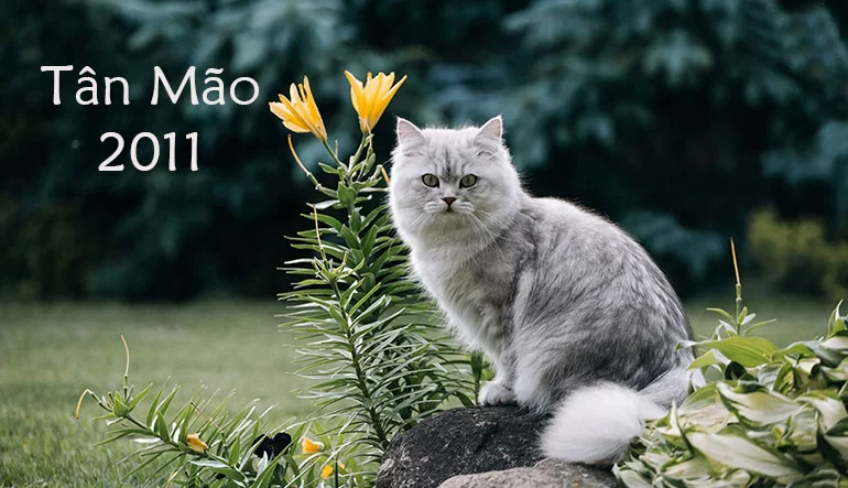 2011 Mệnh gì? Bố trí nội thất hợp phong thuỷ cho tuổi Tân Mão 9 2011 menh gi