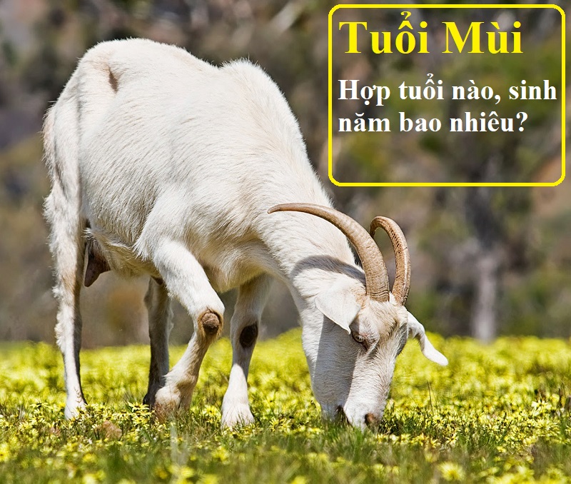 Tuổi Mùi mệnh gì Phong thủy nhà ở của tuổi Mùi 2021