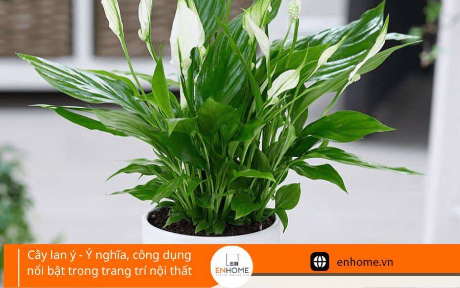 Cây lan ý - Ý nghĩa, công dụng nổi bật trong trang trí nội thất 2023 6 cay lan y