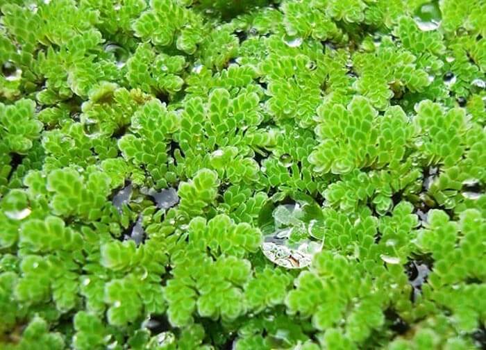 Khám phá 8+ loài cây thủy sinh trong nhà độc lạ, dễ chăm sóc 14 cay thuy sinh trong nha