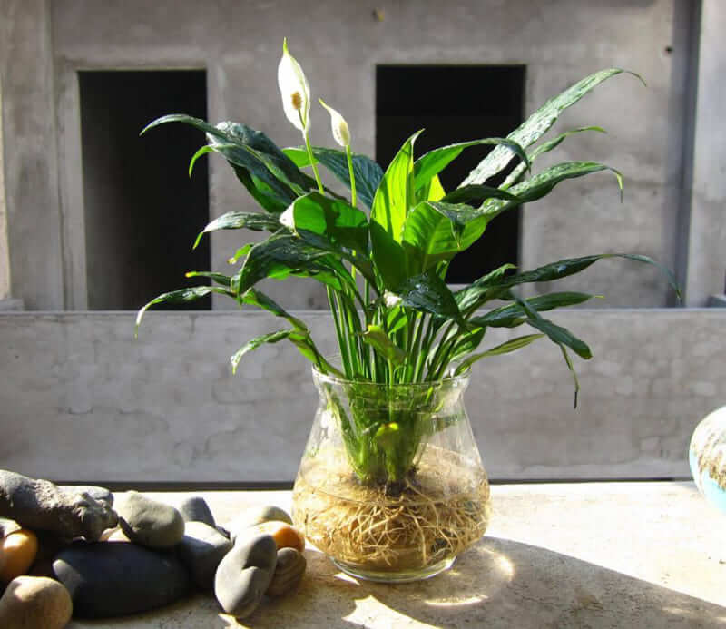 TOP 10 các loại cây thủy sinh để bàn dễ trồng, dễ chăm và đẹp nhất 27 cac loai cay thuy sinh de ban
