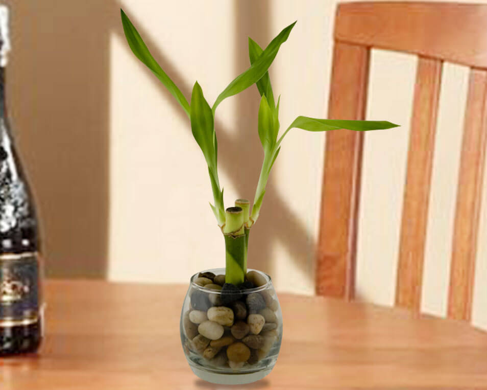 Khám phá 8+ loài cây thủy sinh trong nhà độc lạ, dễ chăm sóc 15 cay thuy sinh trong nha