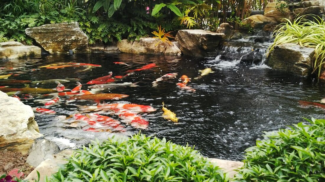 BST 99+ mẫu hồ cá Koi đẹp hút hồn, ai nhìn cũng mê 58 ho ca koi dep