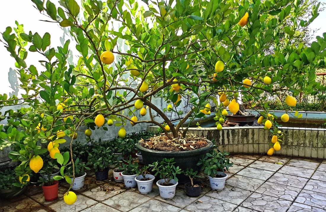 Cây chanh, cam, quất, bưởi trồng trước nhà